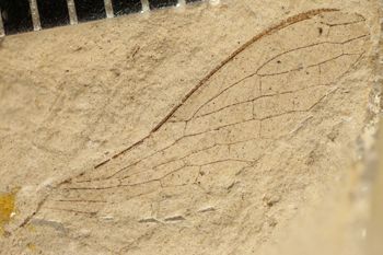 Media type: image;   Entomology PALE-3065